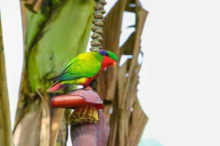 Bird Watching